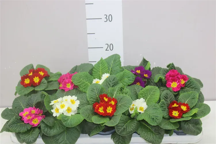 Primula Acaulis mix črepník 10,5 cm