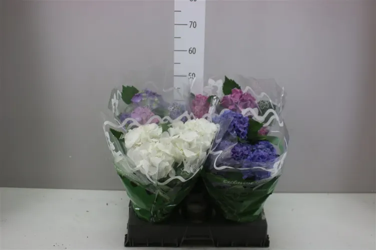 Hortenzia črepníková mix 6+ črepník 14 cm
