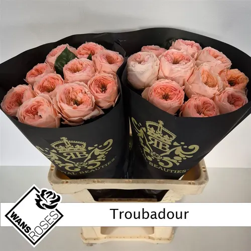 Rosa Gar Troubadour 50 cm
