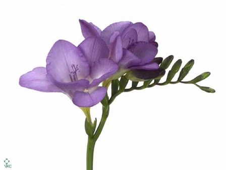 Frézia jednoduchá Dark Blue