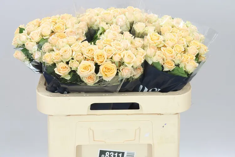 Rosa Tr Trinity 60 cm