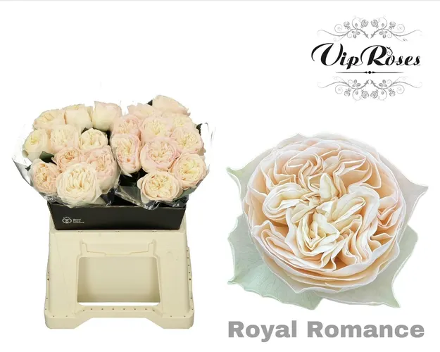 R Gr Royal Romance 40 cm