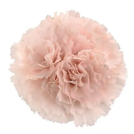 Di St Brut 65 cm