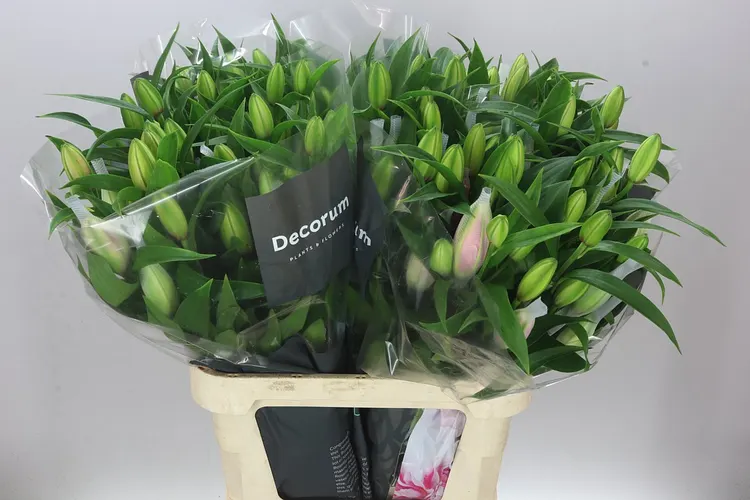 Lil Or Roselily Viola ( Double ) 90 cm