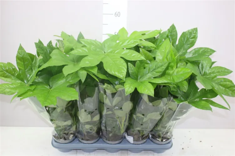 Fatsia Japonica črepník 12 cm
