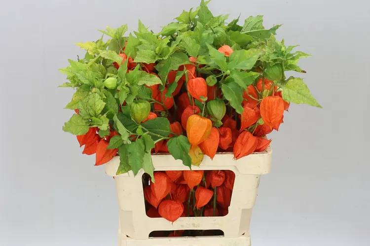 Physalis Orange 60 cm