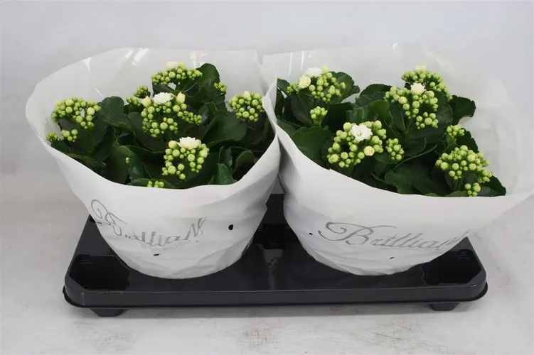 Kalanchoe Calandiva Wit črepník 23 cm