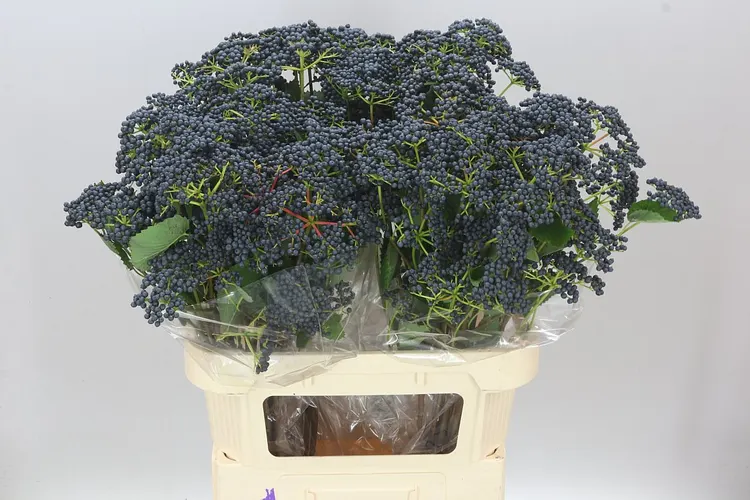 Viburnum De Inge 80 cm