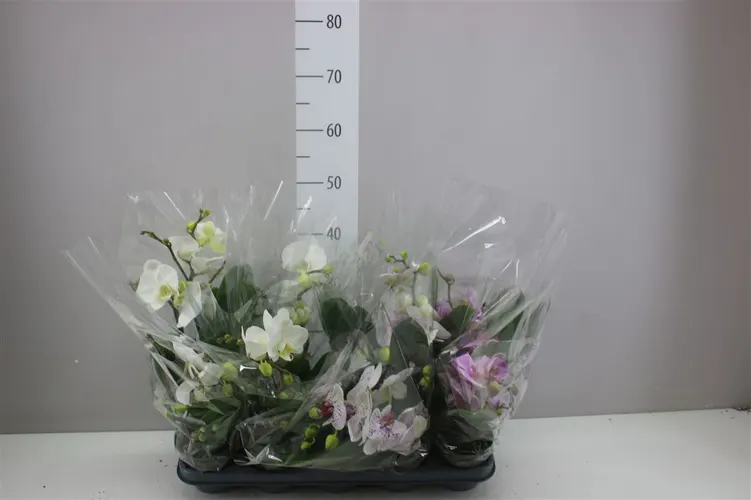 Orchidea Phalaenopsis Boho Love mix, 2 výhony črepník 12 cm
