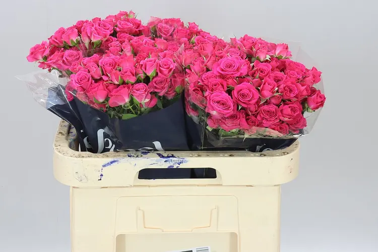 Rosa Tr Lovely Lydia 60 cm