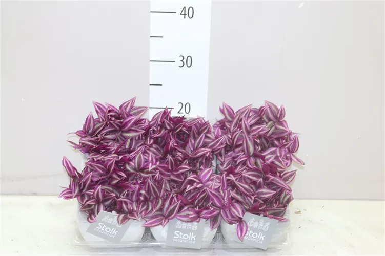 Tradescantia Pink Paradise Stone Keramiek črepník 11 cm