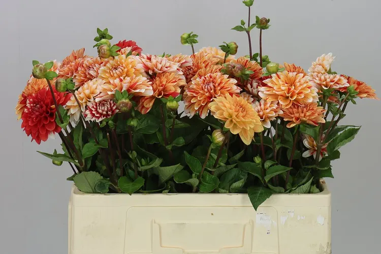 Dahlia Striped Nagano 50 cm