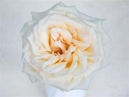 Ruža záhradná Princess Maya 50 cm