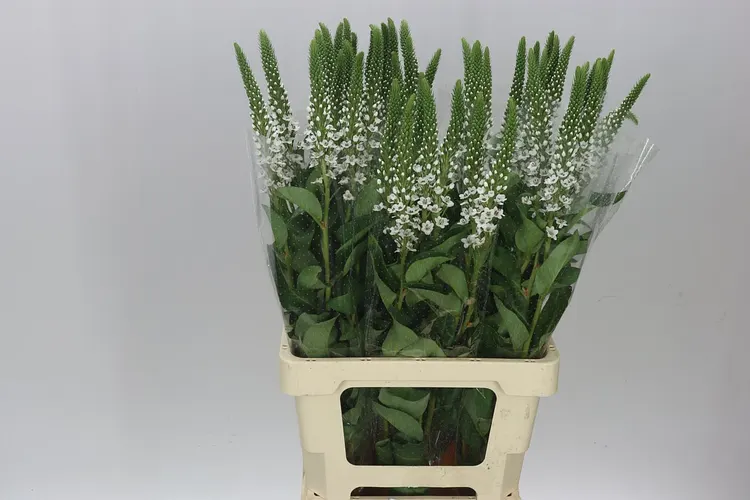 Lysimachia 70 cm