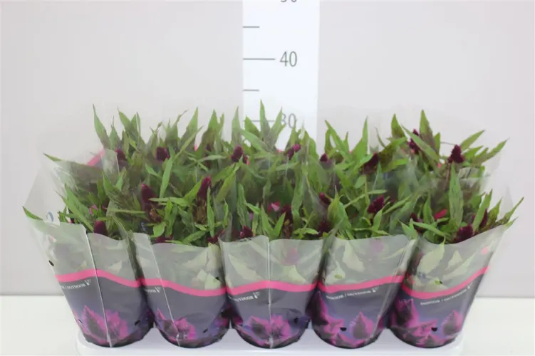 Celosia Intenz D Purple črepník 12 cm