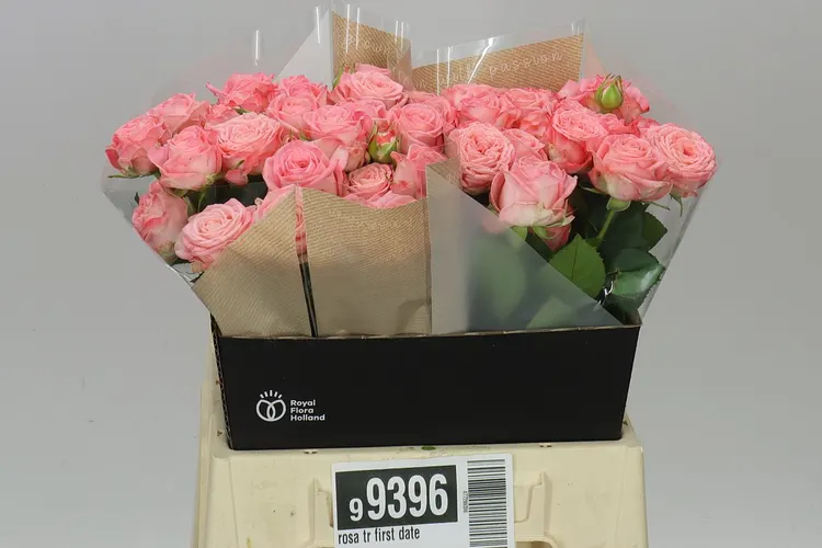 Ruža trsová First Date 40 cm