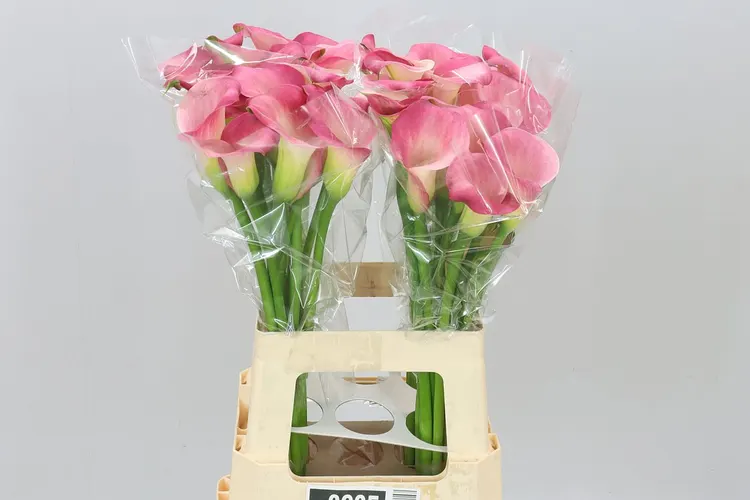Zant Candy Dream 65 cm