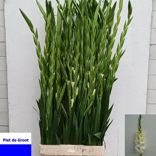 Gladiola Serena 120 cm