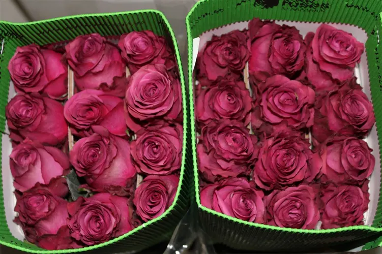 Rosa Gr Ec Blue Berry 50 cm