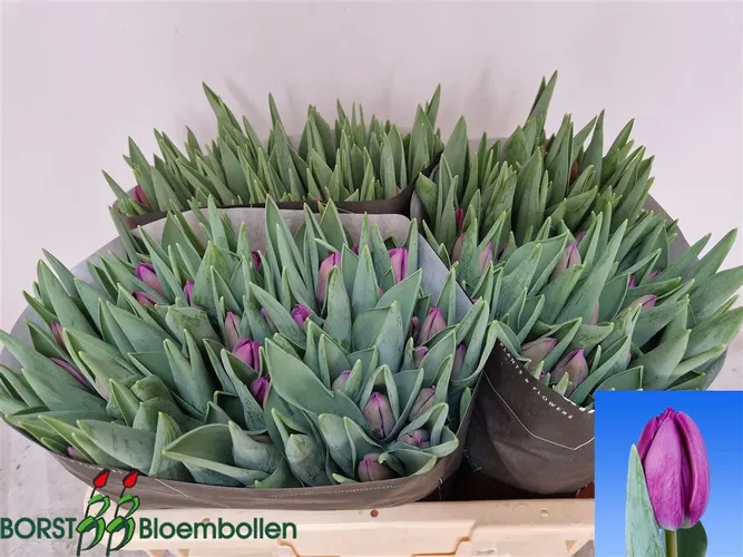 Tulipán jednoduchý Bullit 34 cm