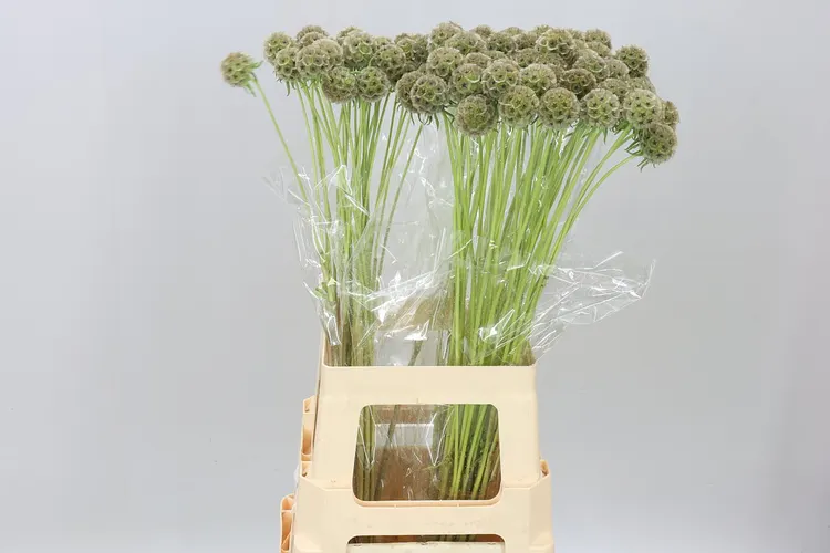Scabiosa Stellata 70 cm