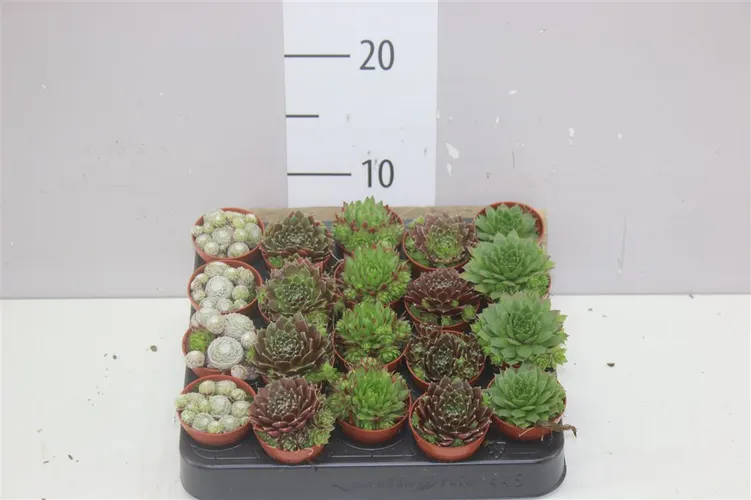 Sempervivum Gemengd črepník 5,5 cm
