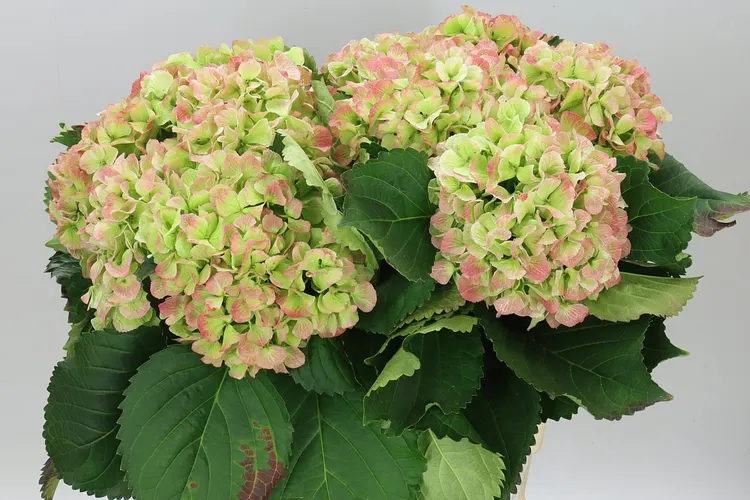 Hortenzia Schneeball Classic 60 cm