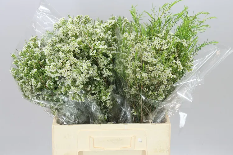 Chame Wax Blizzard 60 cm