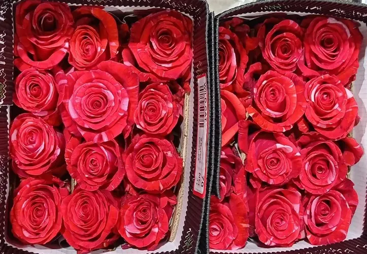 Rosa Gr Ec Wildcat 60 cm