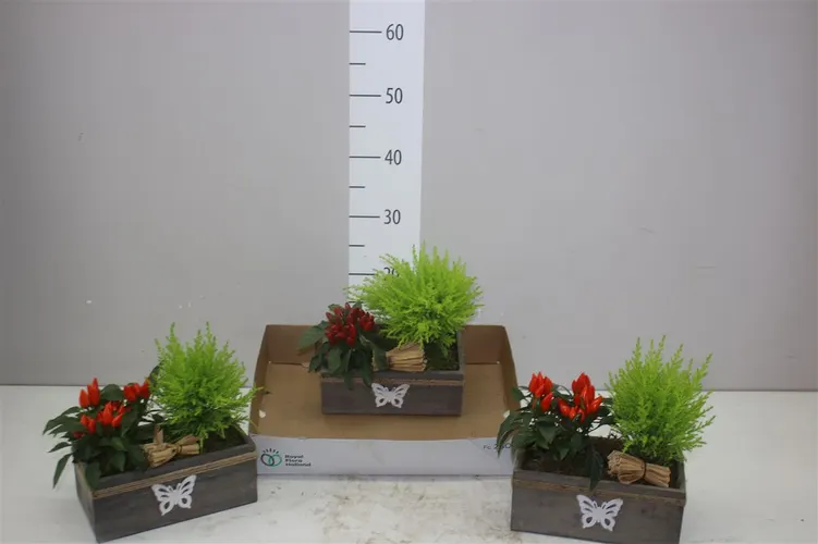 Aranžmány (Arrangements)