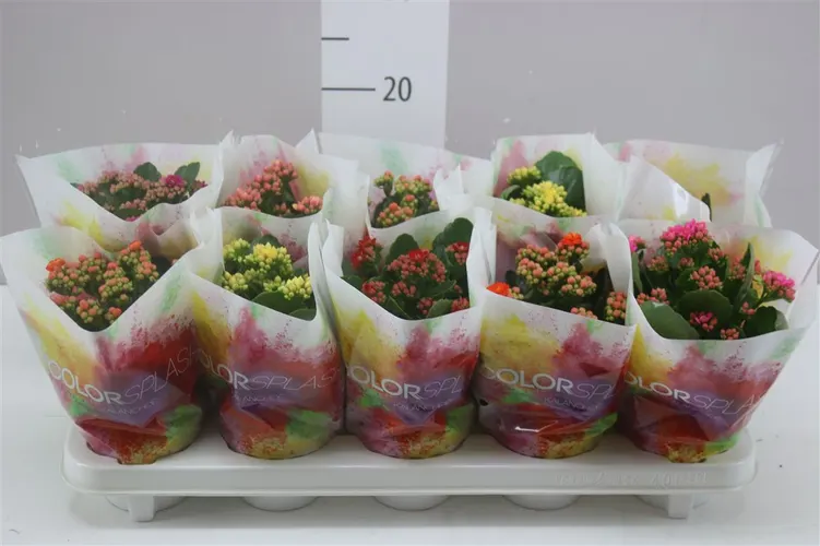 Kalanchoe Calandiva mix črepník 10,5 cm