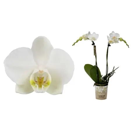 Orchidey Phalaenopsis (Phalaenopsis)