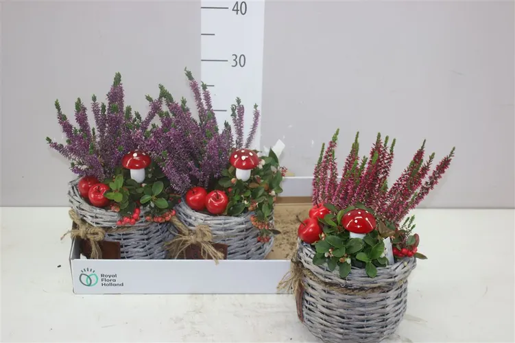 Arr Tuinplanten v prútenom košíku Met Touwstrik črepník 19 cm
