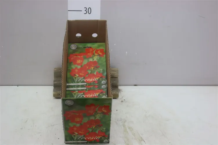 Bol Freesia Single Red X15