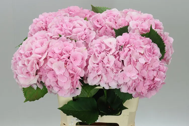 Hyd Verena Pink Pale 60 cm