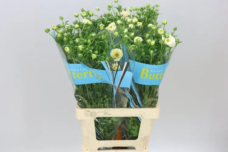 Ranuncul Butterfly Keramos 70 cm
