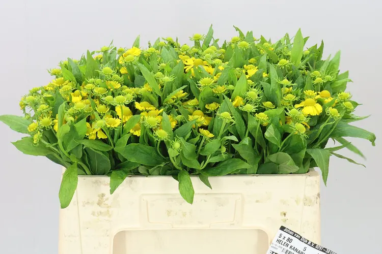 Helenium Kanaria 50 cm