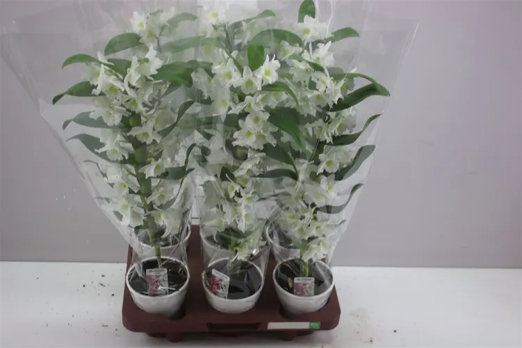 Orchidea Dendrobium Nobilee biela Rijp, 1 výhon črepník 12 cm