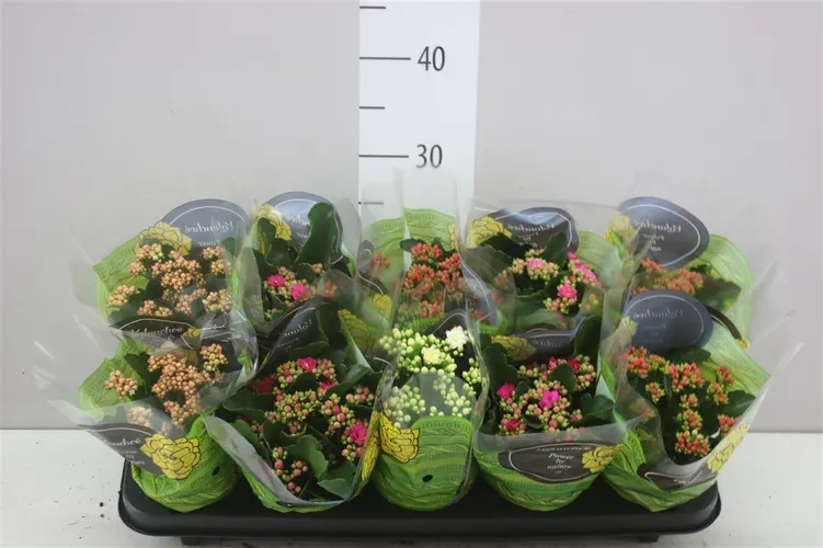 Kalanchoe Calandiva mix črepník 10,5 cm