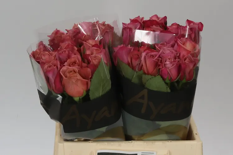 Rosa Gr Barista 40 cm