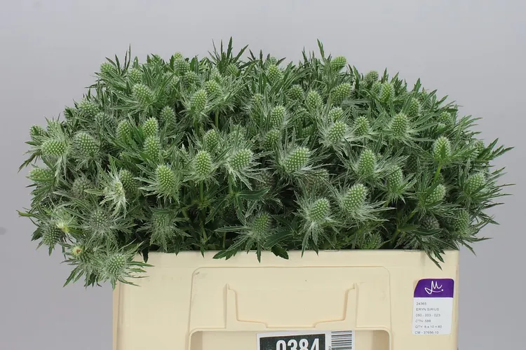 Eryngium Sirius 50 cm