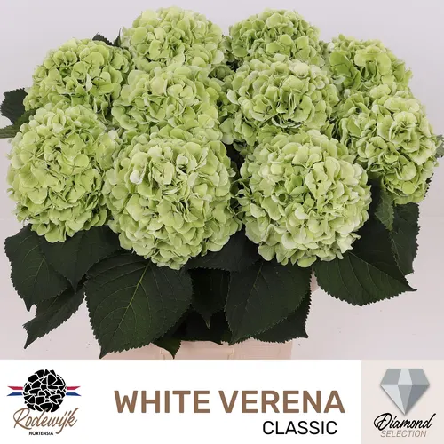 Hydr M Ch Whi Ver Cl 80 cm