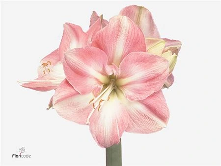 Amarylis Darling 75 cm