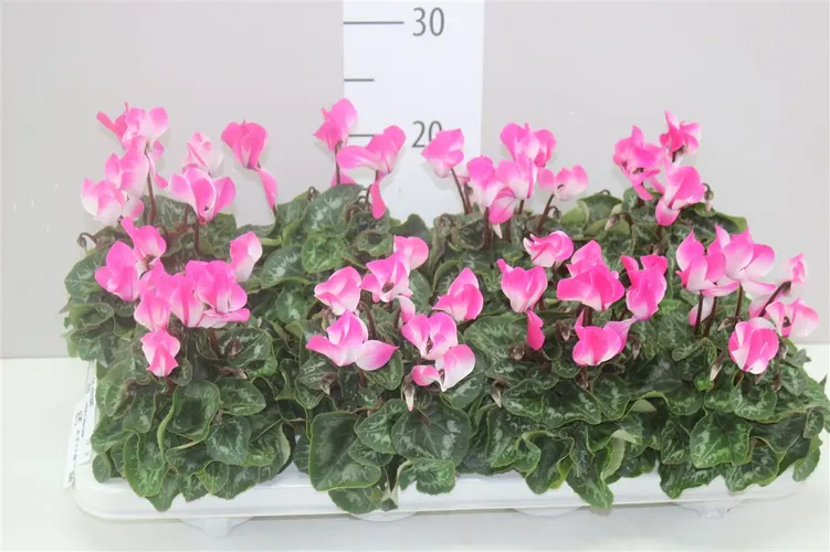 Cyklámen malokvetý Indiaka Fuchsia črepník 10,5 cm