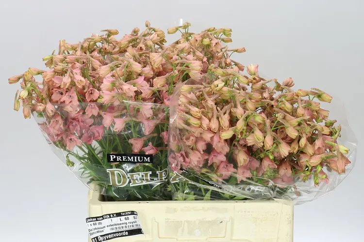 Delph En Pink Sensation 60 cm