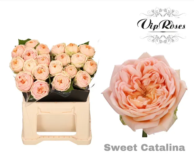 R Gr Sweet Catalina 40 cm