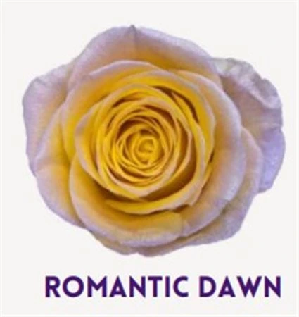 Ruža farbená Romantic Dawn, Ekvádor 50 cm