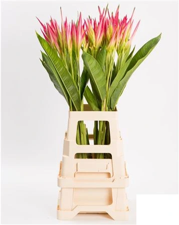 Heliconia Sassy 80 cm