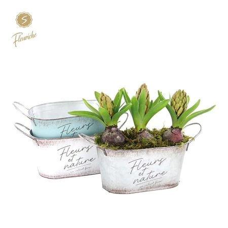 Hyacinth mix 3503 Fleurs Et Nature Ovaal 3pp črepník 26 cm