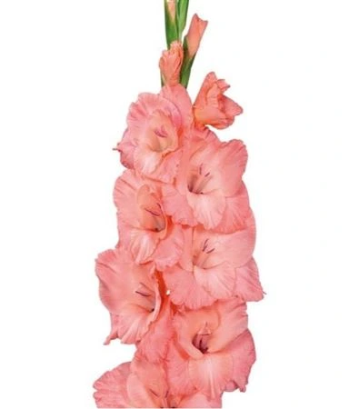 Gladiola Pink 120 cm